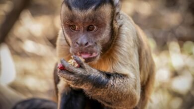 inbound retry mechanism details